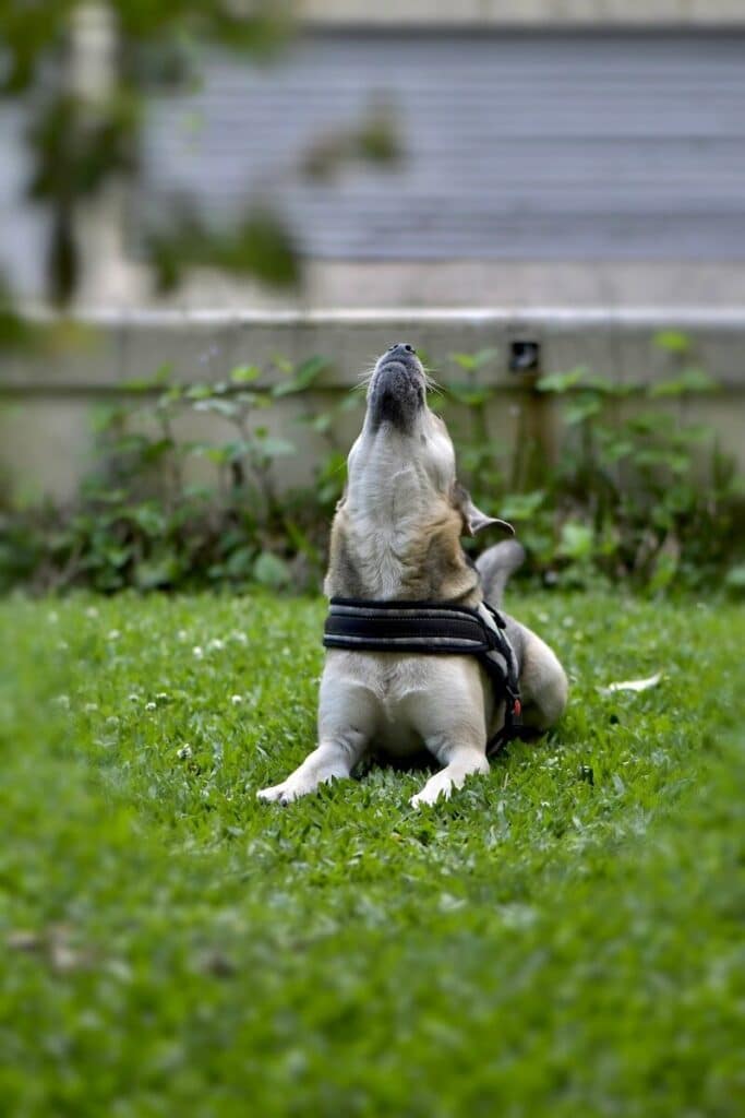 a dog in a harness is sitting in the grass