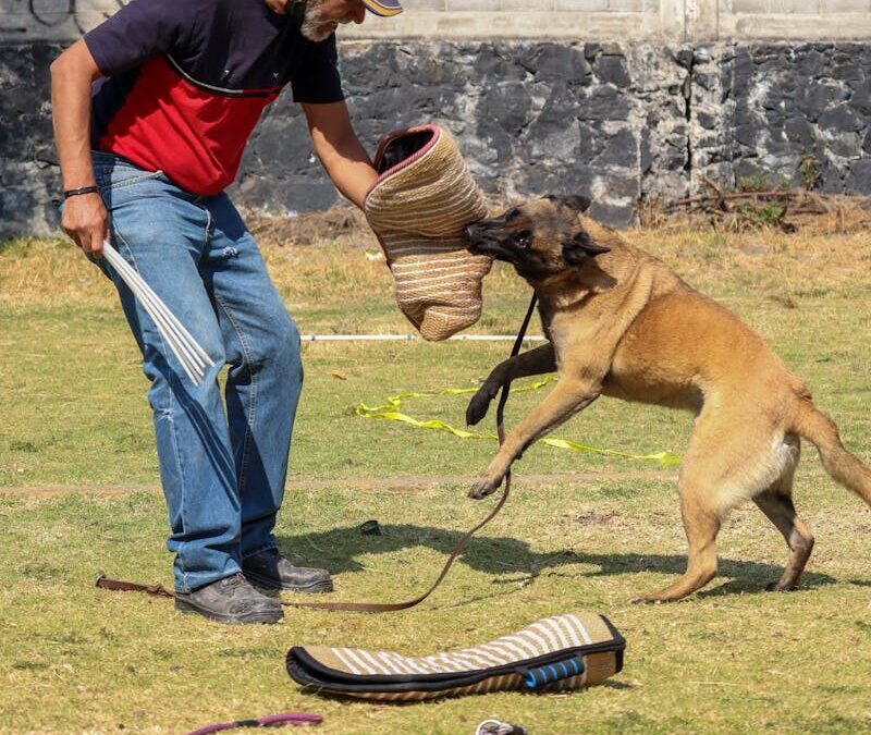 Aggressive Dog Training in Northern Virginia: How Structure Changes Behavior