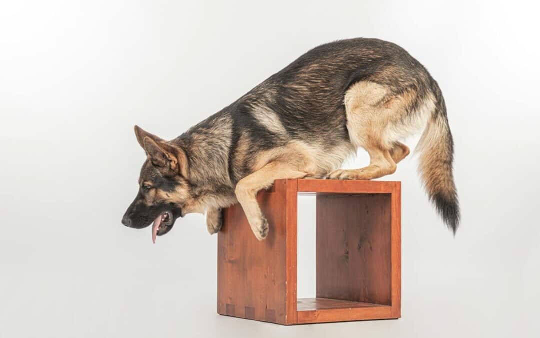 Maryland Dog Obedience Training Program That Transforms Behavior Fast