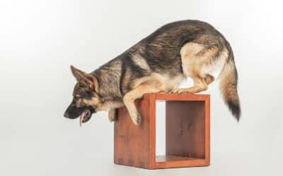 Maryland Dog Obedience Training Program That Transforms Behavior Fast