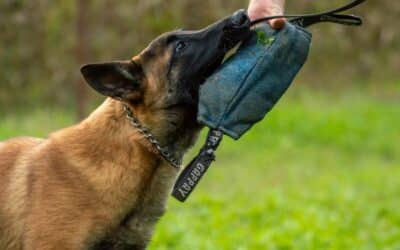 Dog Obedience Training in Virginia and Maryland for Puppies, Adults, and Rescue Dogs