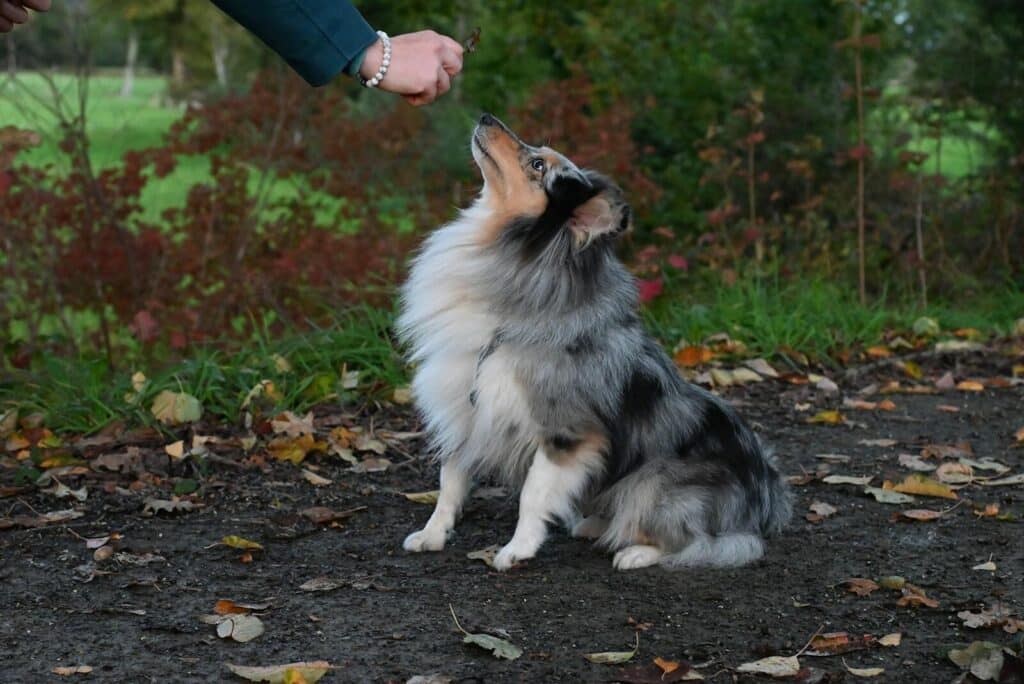 Shetland Sheepdog attentively receiving training treats in a vibrant autumn setting.