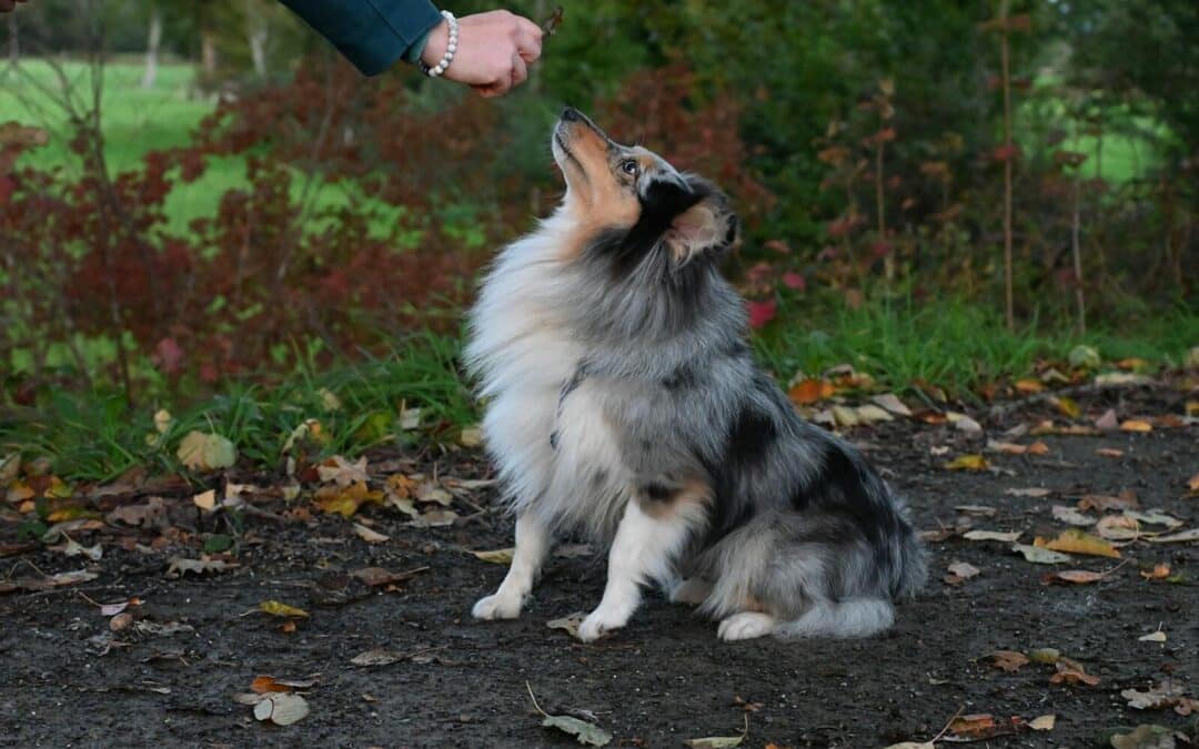 How Professional Dog Obedience Training in the DC Metro Area Improves Everyday Life