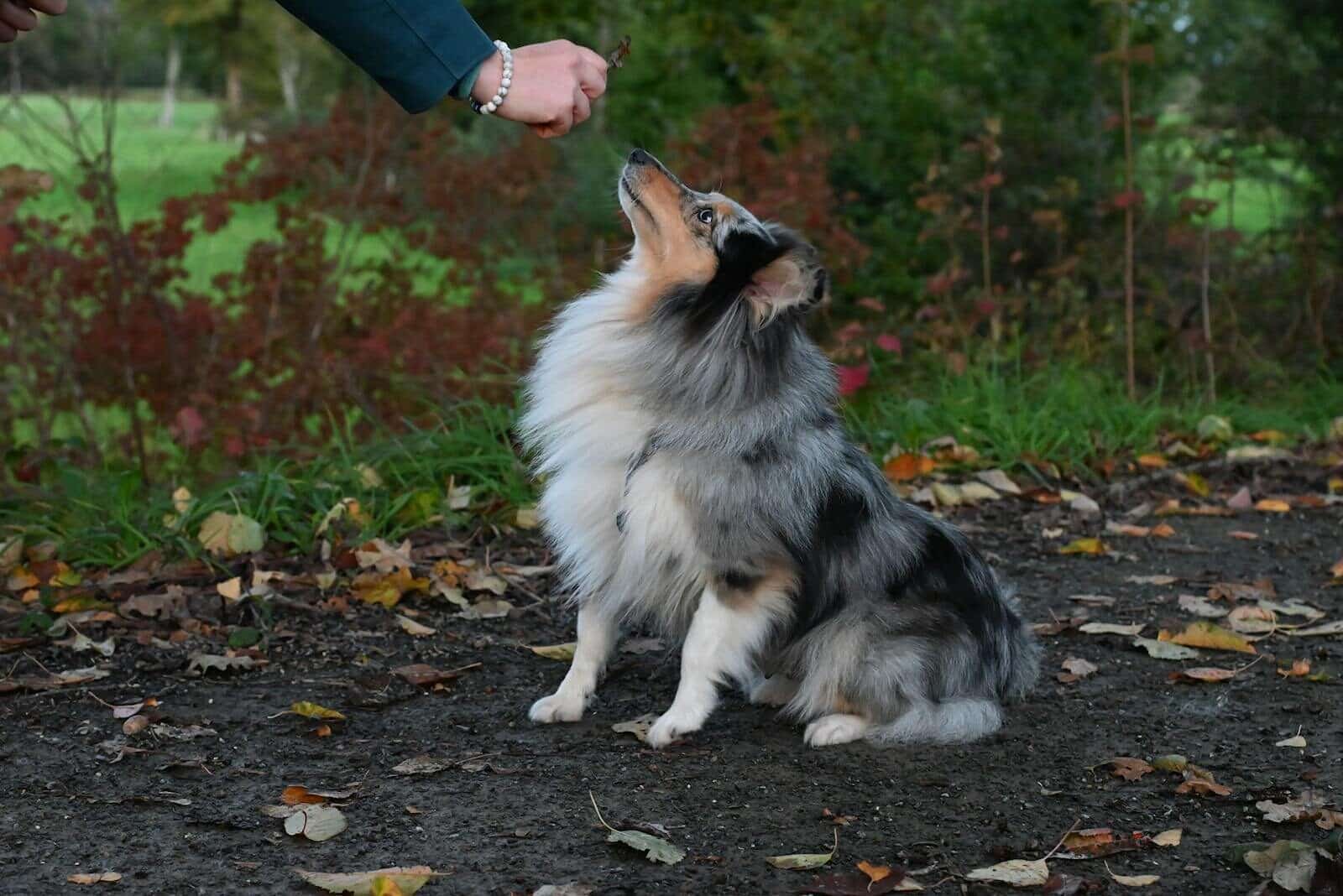 Shetland Sheepdog attentively receiving training treats in a vibrant autumn setting.