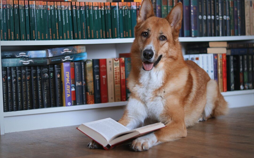 Commands To Teach Your Dog