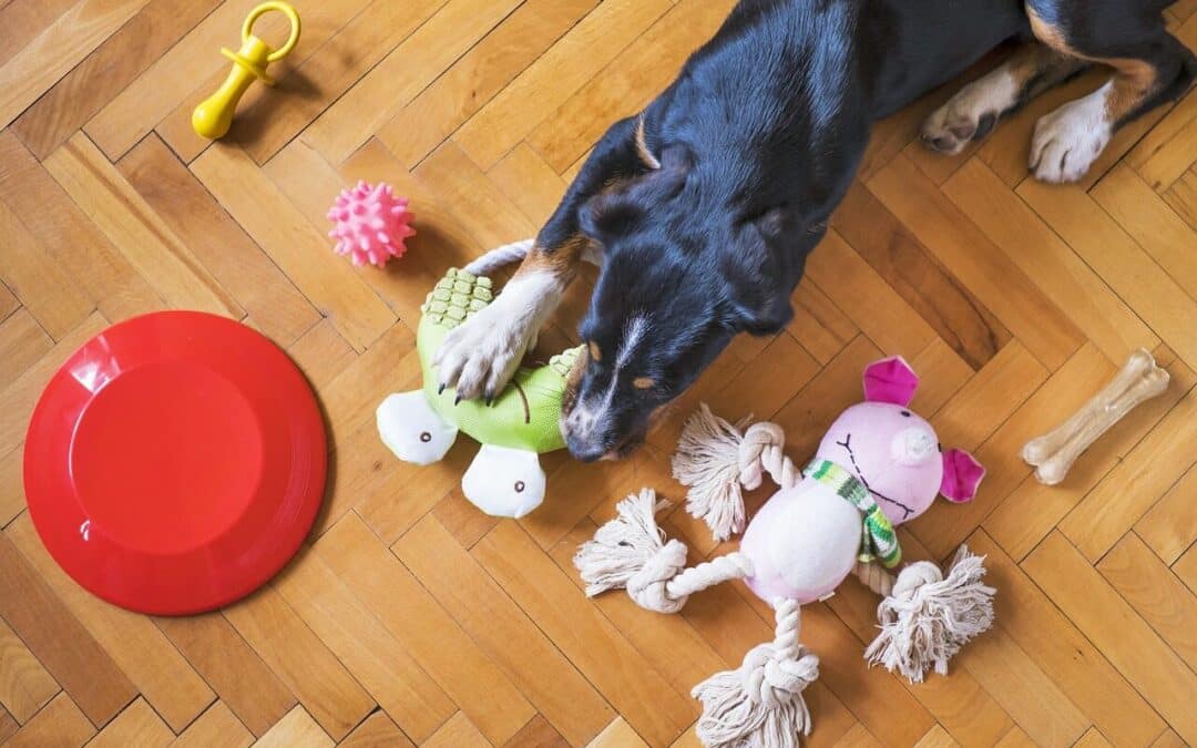Unleashing the Fun at Your Local Indoor Dog Park!