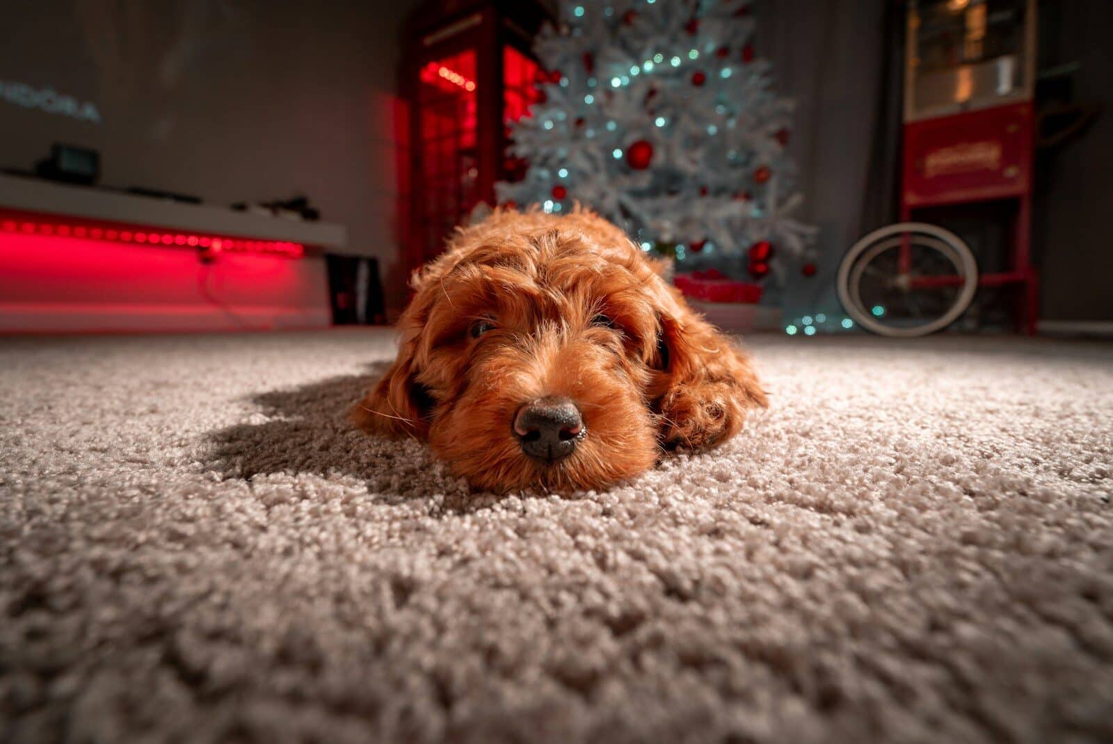 a brown dog laying on top of a carpet next to a christmas tree