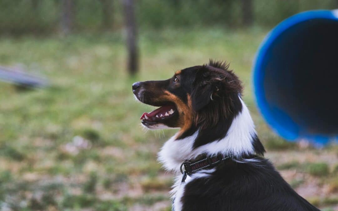 What Is Clicker Training For Dogs?