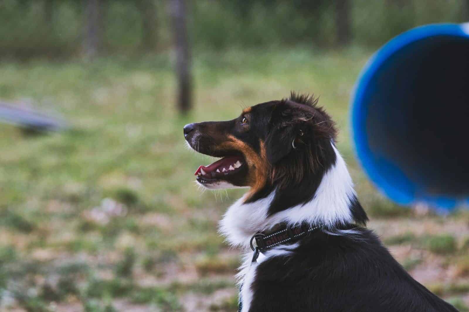 Happy Border Collie dog outdoors in a training session, showcasing its enthusiasm and intelligence.