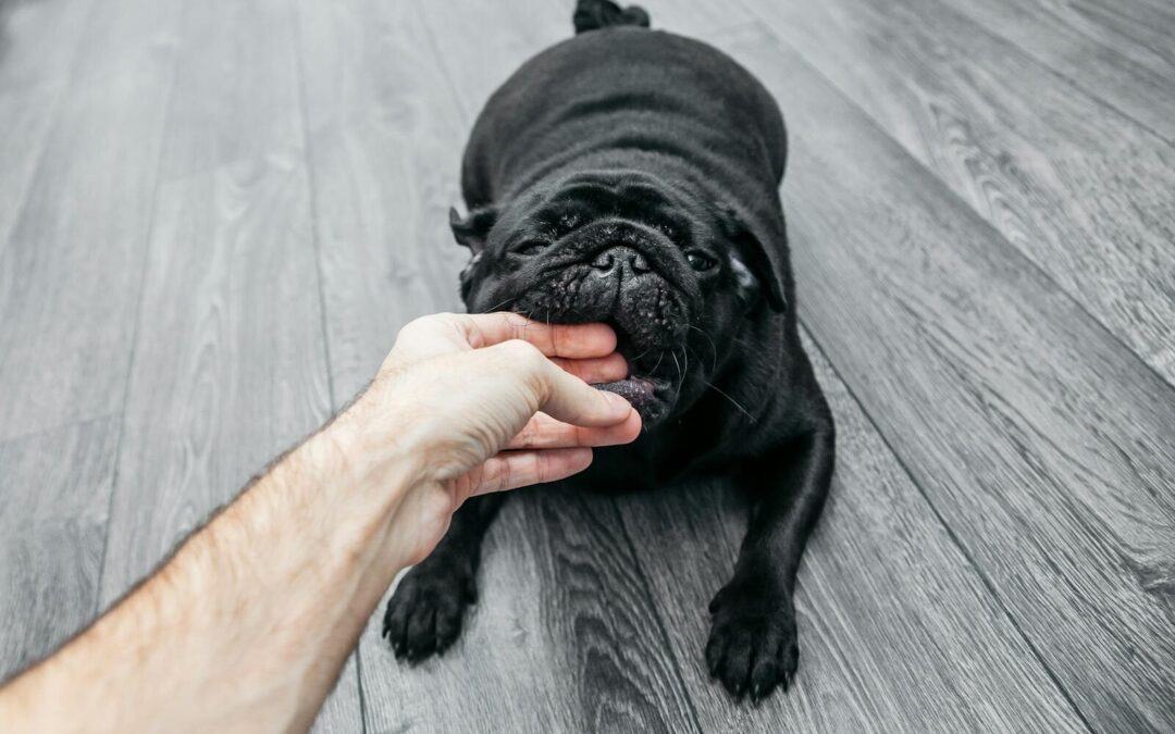 What To Do With A Dog That Bites Their Owner