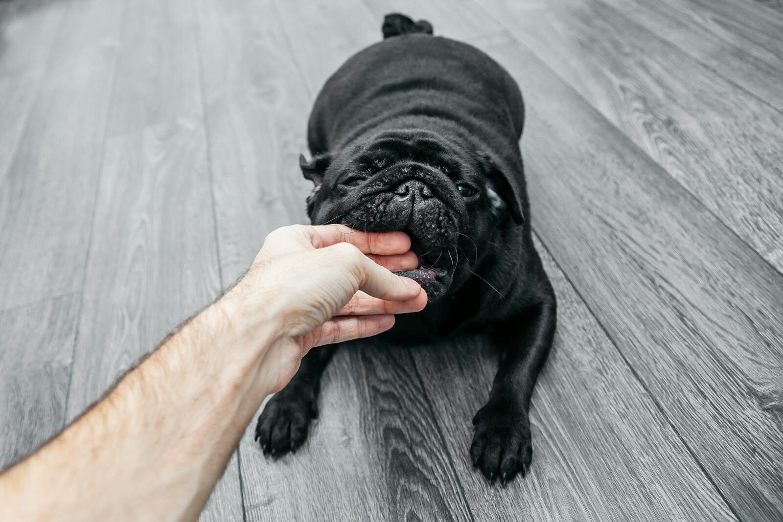 Cute black pug playfully nibbling on a hand indoors on a wooden floor.