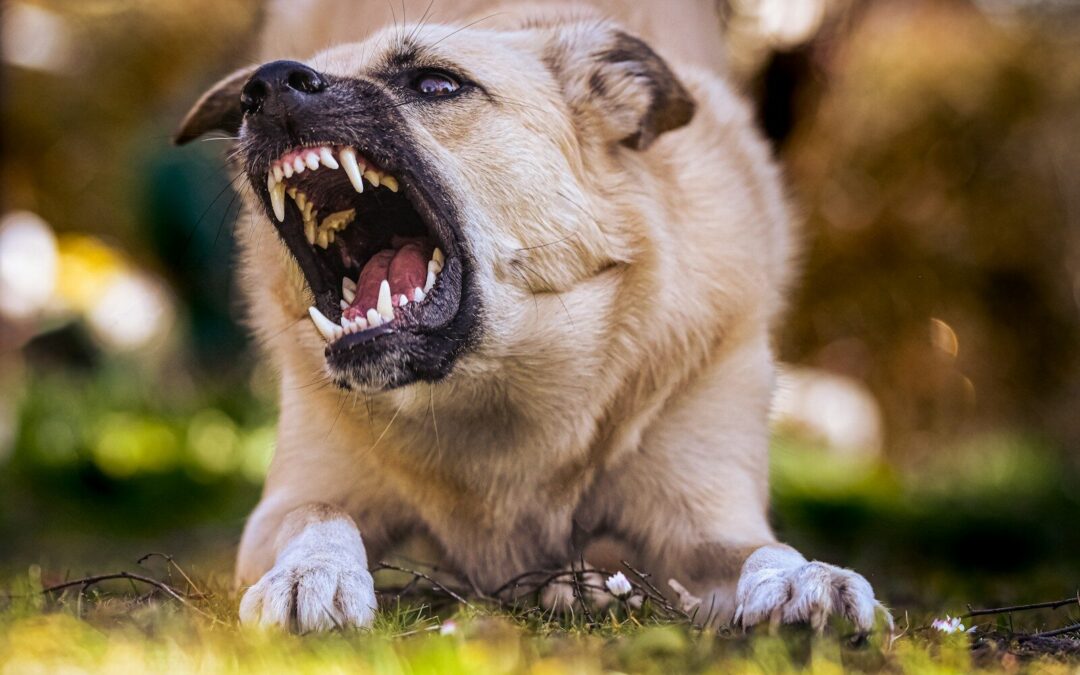 Why Does My Dog Bite Me?