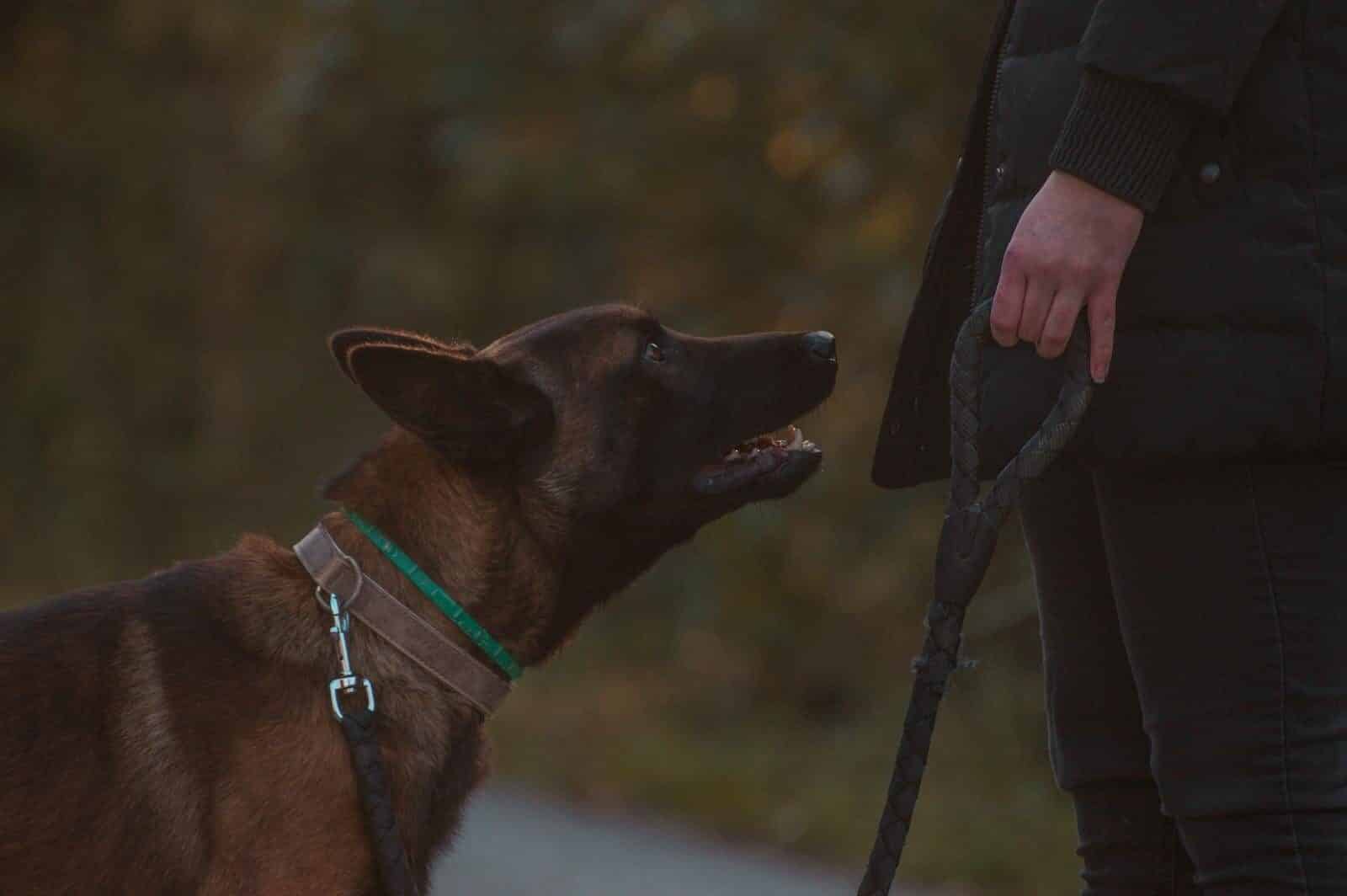A Belgian Malinois dog on a leash interacting with its owner during a walk.