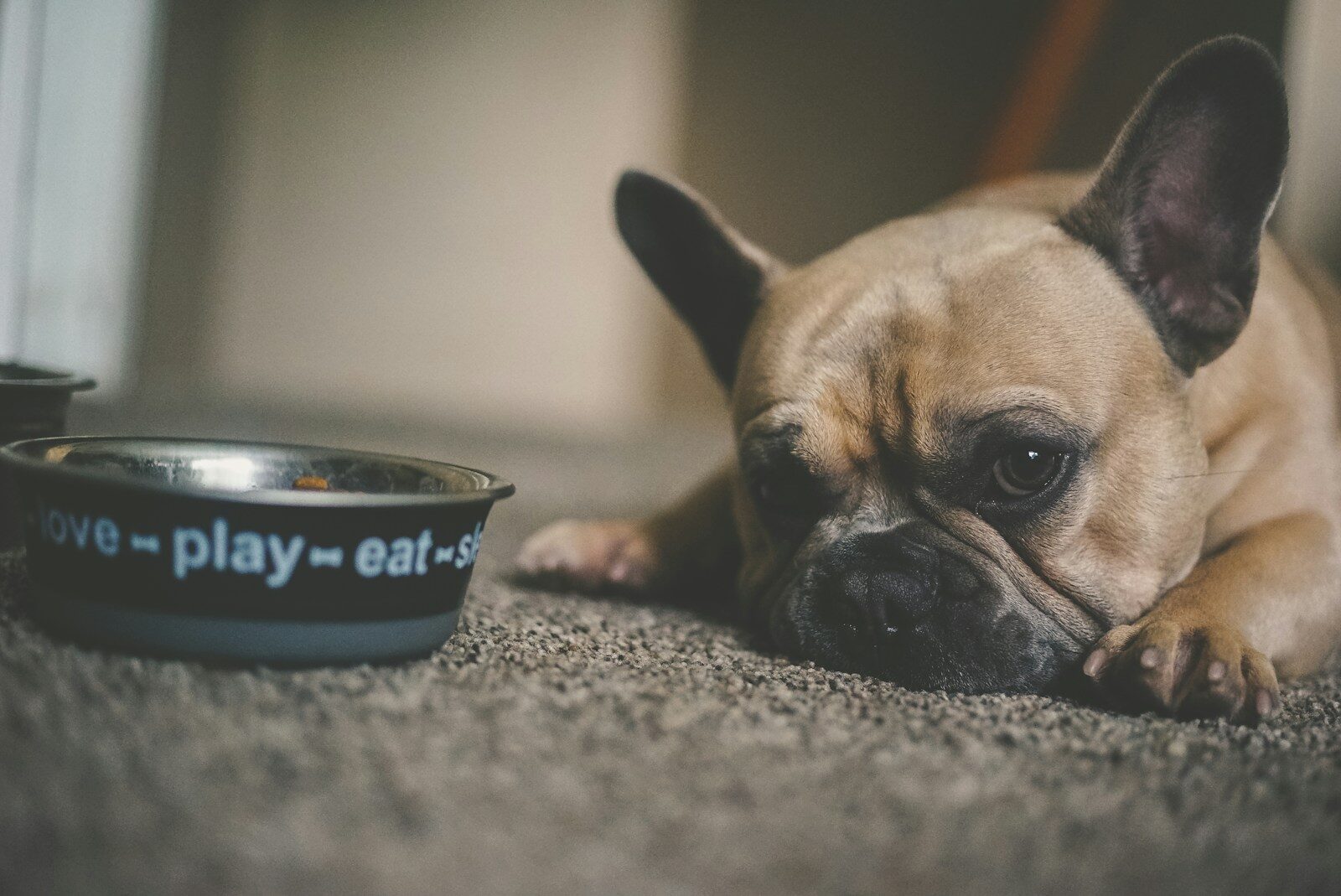 Photo by Chris Benson puppy beside pet bowl