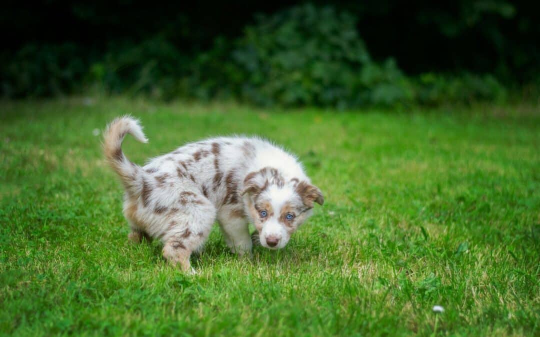 Say Goodbye to Foul Odors: How to Get Rid of Dog Pee Smell