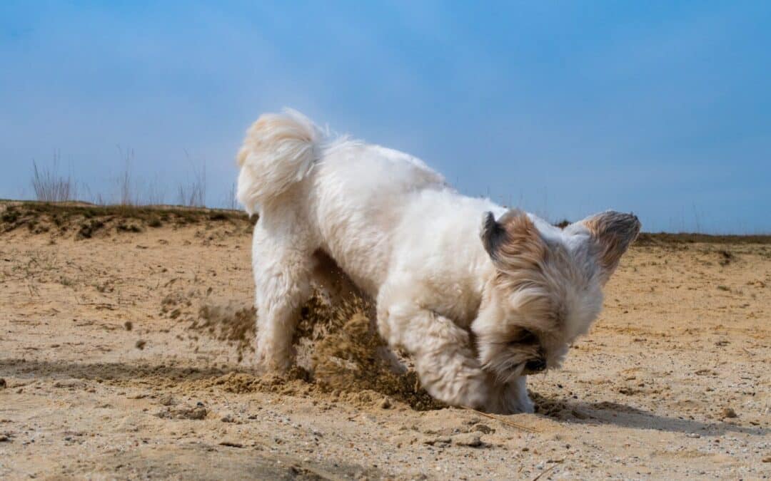 How to Stop A Dog from Digging: A Comprehensive Guide
