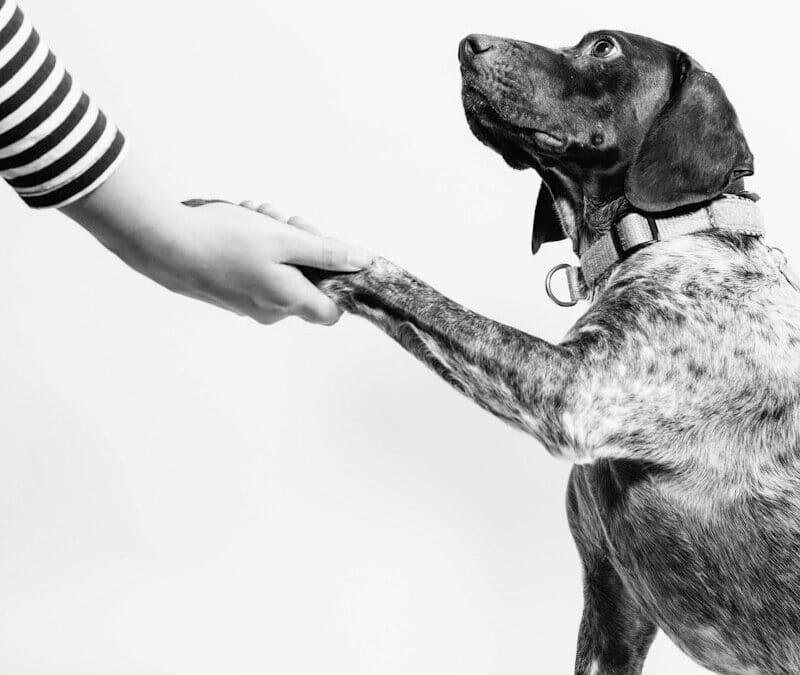 Obedience Training for Dogs in Washington, DC: An Ownerās Guide to Structure, Calm, and Control