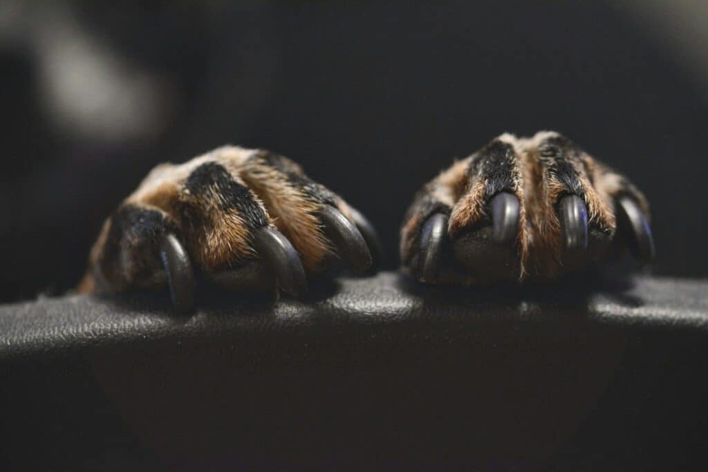 brown and black animal paw