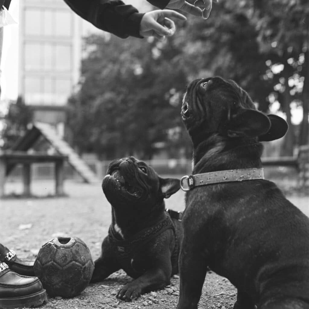 a couple of dogs sitting next to each other