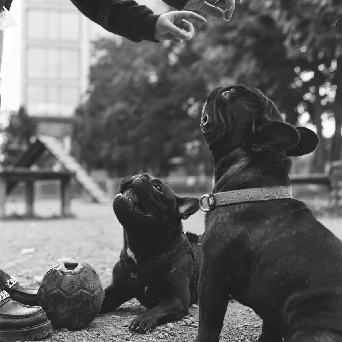 a couple of dogs sitting next to each other