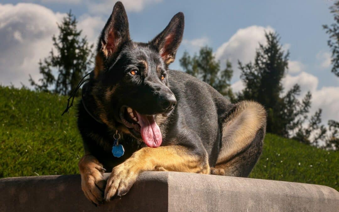 Dog Obedience Training in Northern Virginia: How to Get Your Pup on Track with Ruff HDT