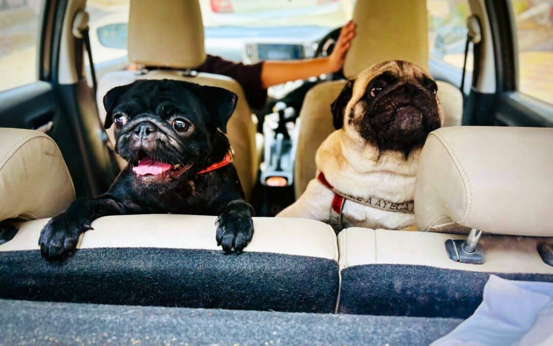 The Benefits of Using a Dog Car Seat