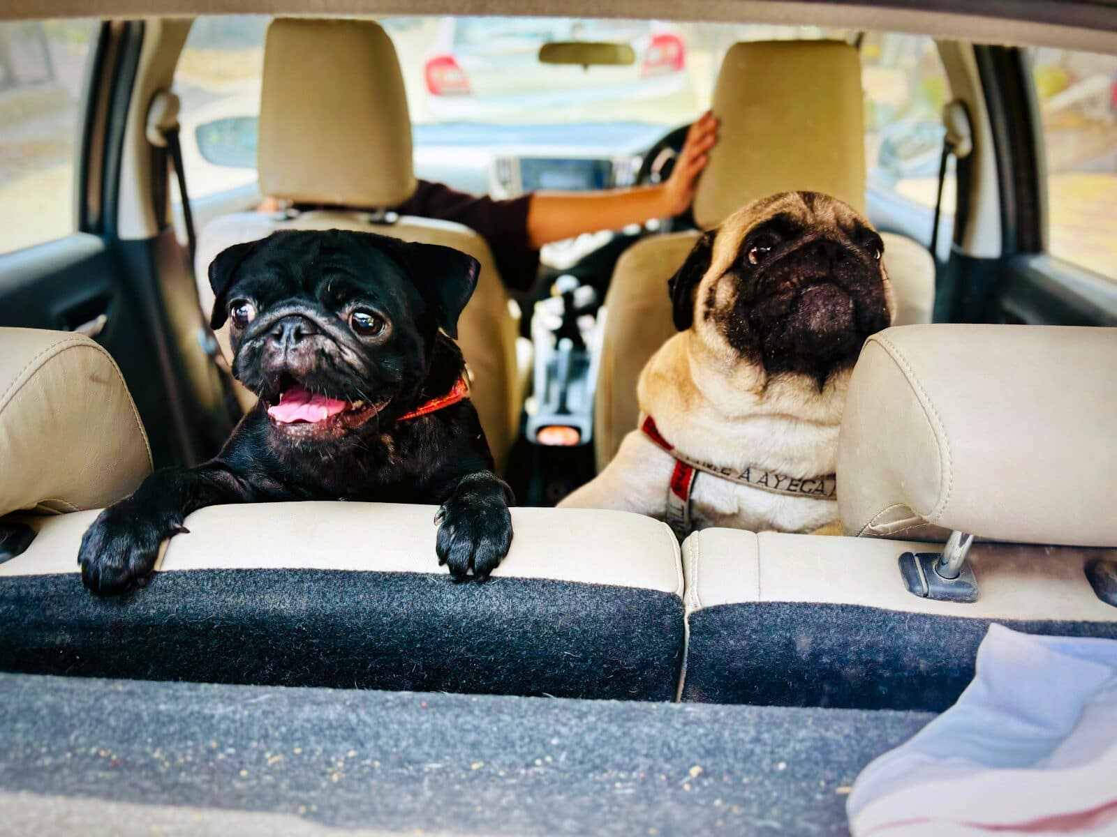 Two pug dogs sitting in the back seat of a car