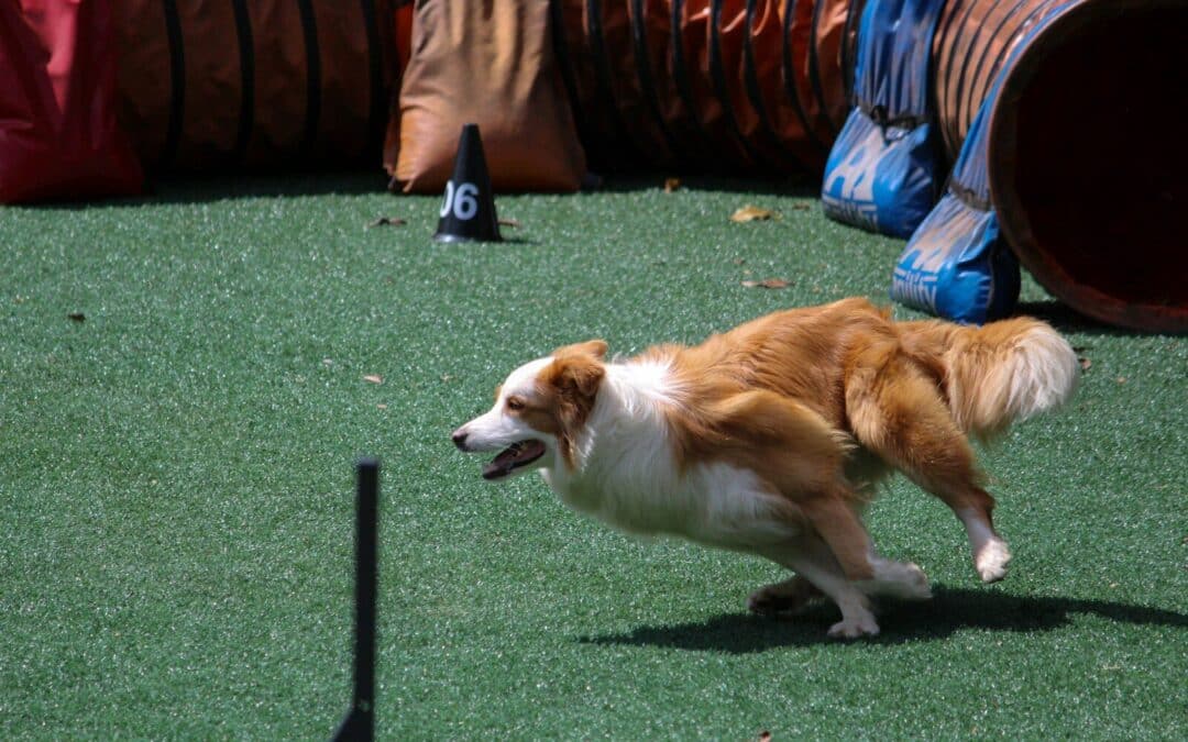 Dog Training in Manassas, VA: How Ruff House Dog Training Turns Walks into Wins