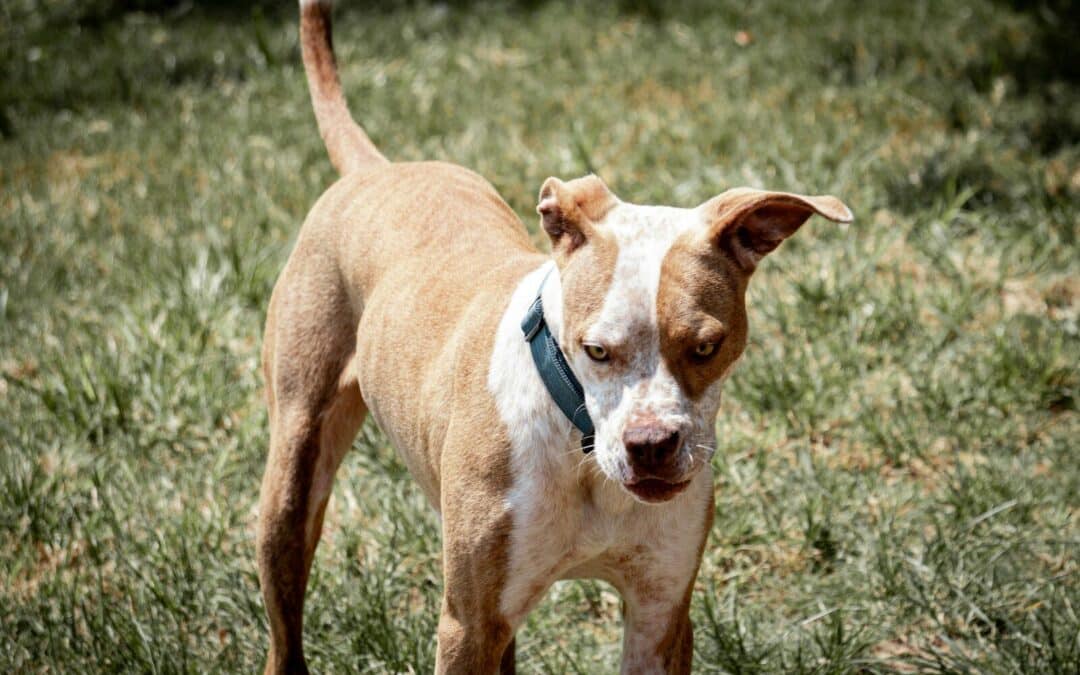 Aggressive Dog Training in Alexandria, VA