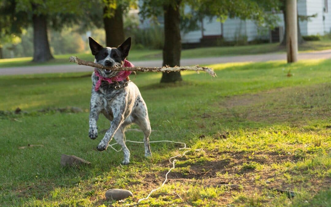 Australian Cattle Dog Training in Northern Virginia: Channeling Energy into Obedience
