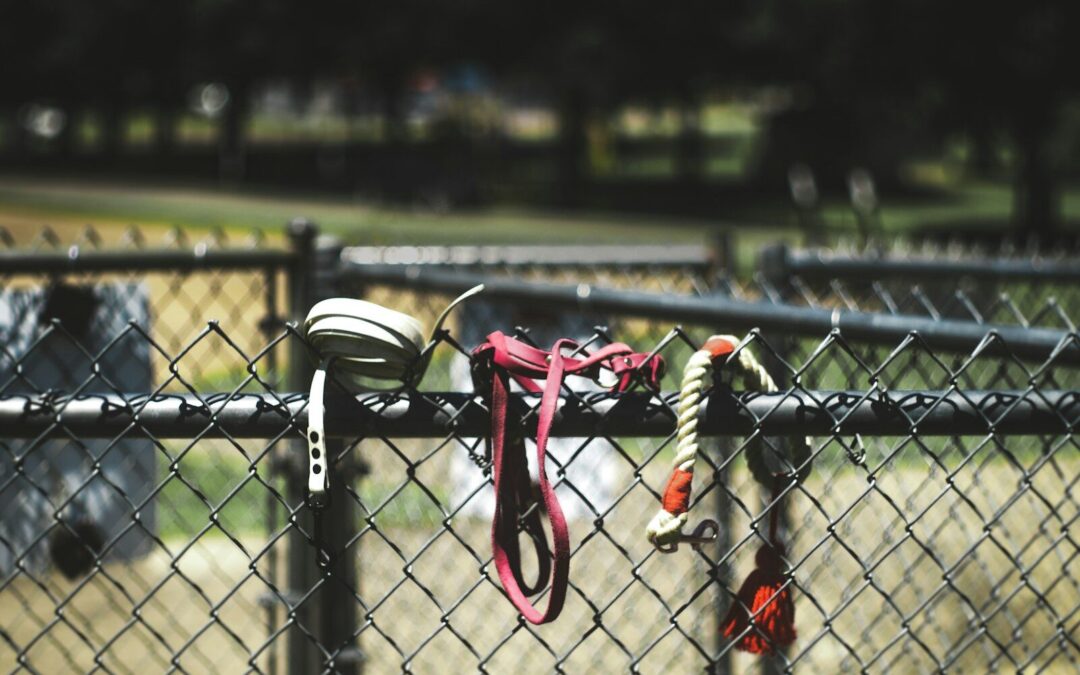 The Ultimate Guide To Dog Parks: Everything You Need To Know About Taking Your Dog To The Dog Park