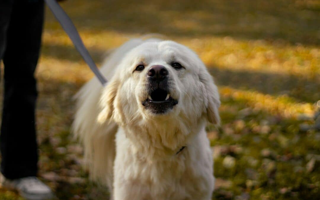 Reactive Dog Behavior in Northern Virginia: Why Walks and Visitors Trigger Reactions