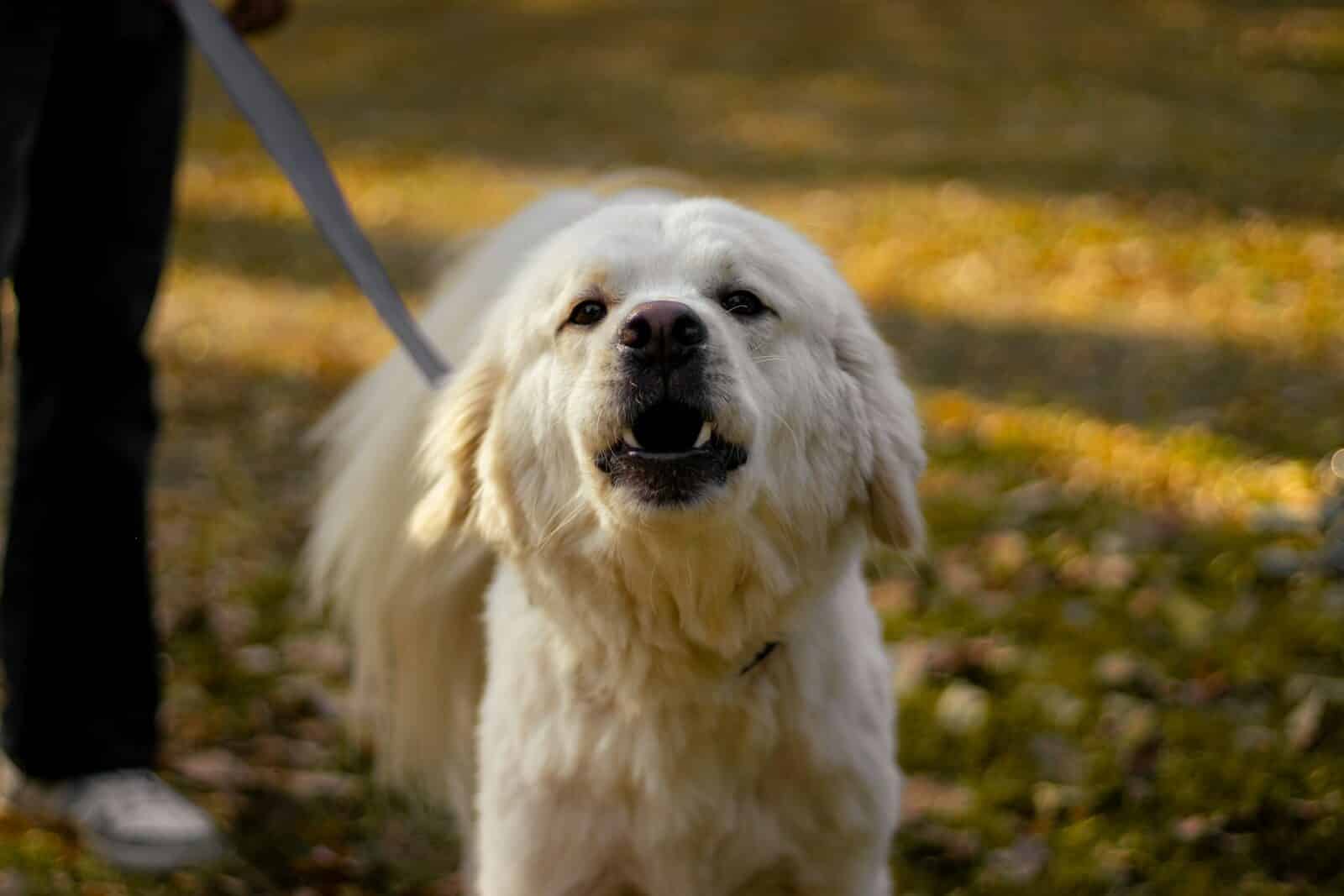 Photo by Akshat Jhingran a close up of a dog on a leash