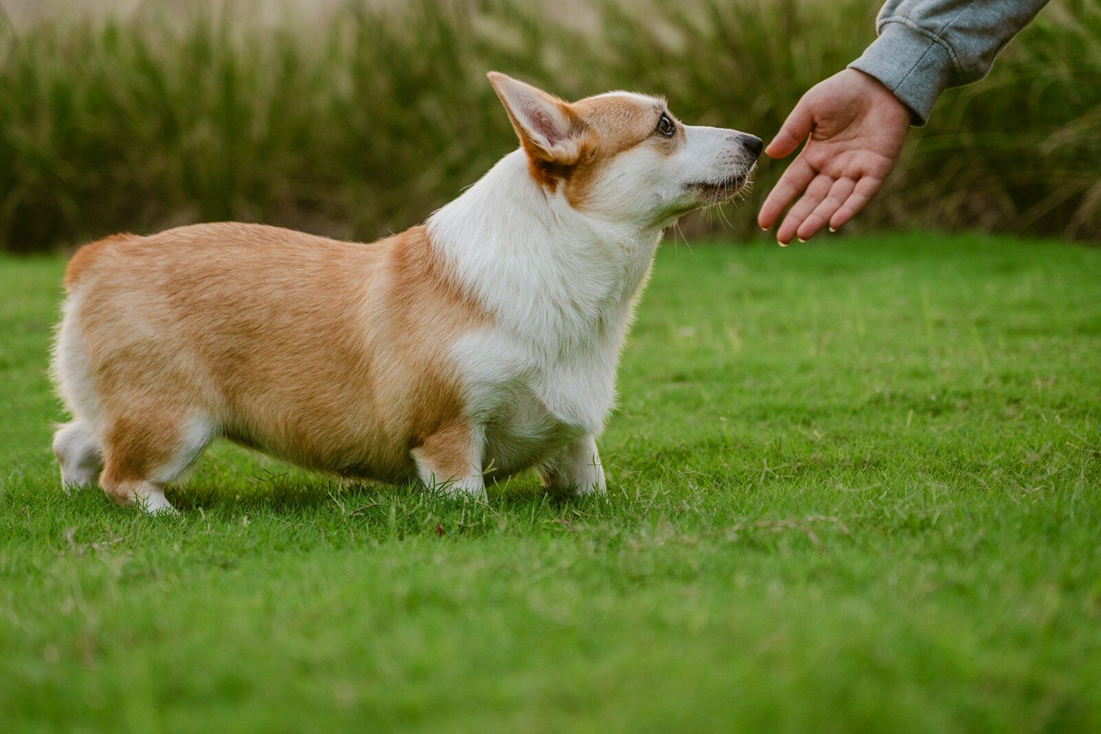 Photo by Alvan Nee A corgi dog reaches for a human hand on grass.