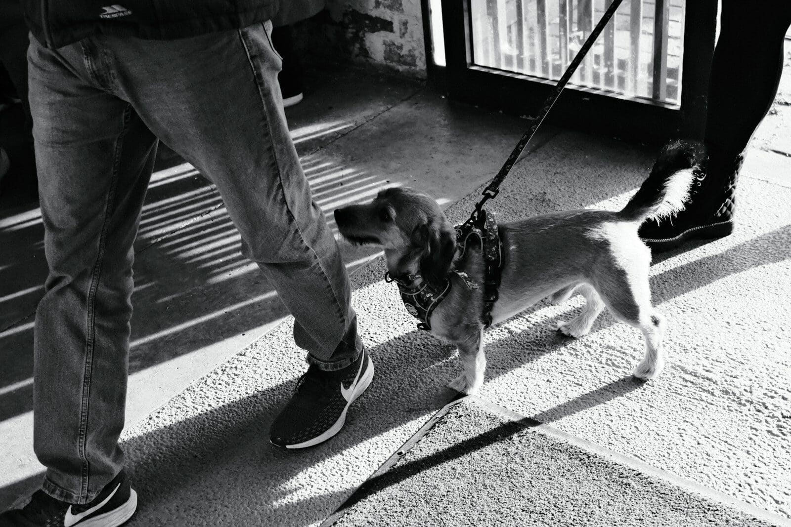 Photo by Barnaby Woodrow A dog on a leash with people walking.