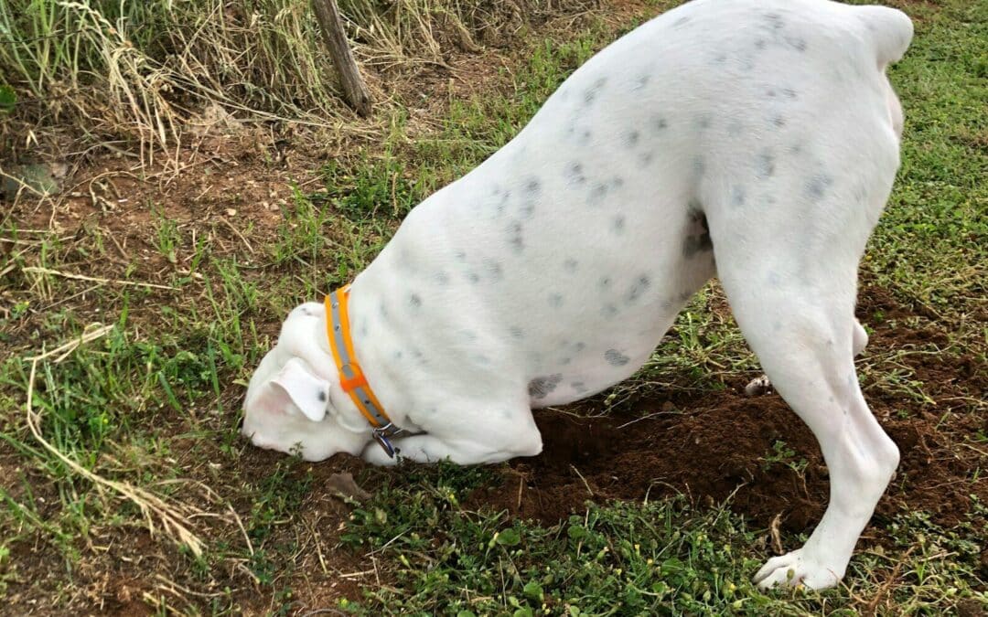 How to Stop A Dog from Digging: A Comprehensive Guide