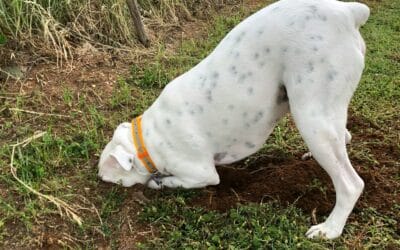How to Stop A Dog from Digging: A Comprehensive Guide