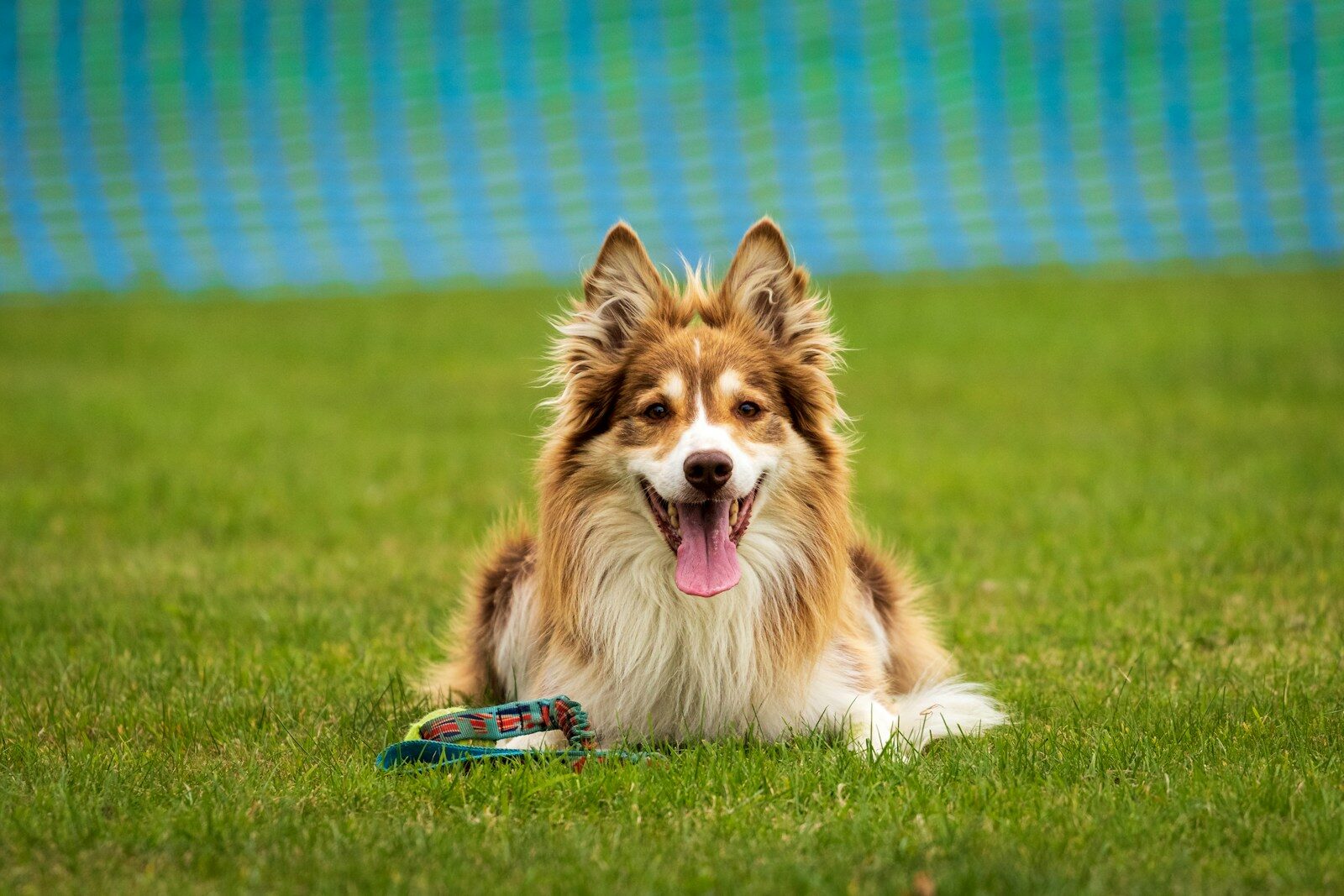 Photo by Roger Chapman a brown and white dog laying on top of a lush green field