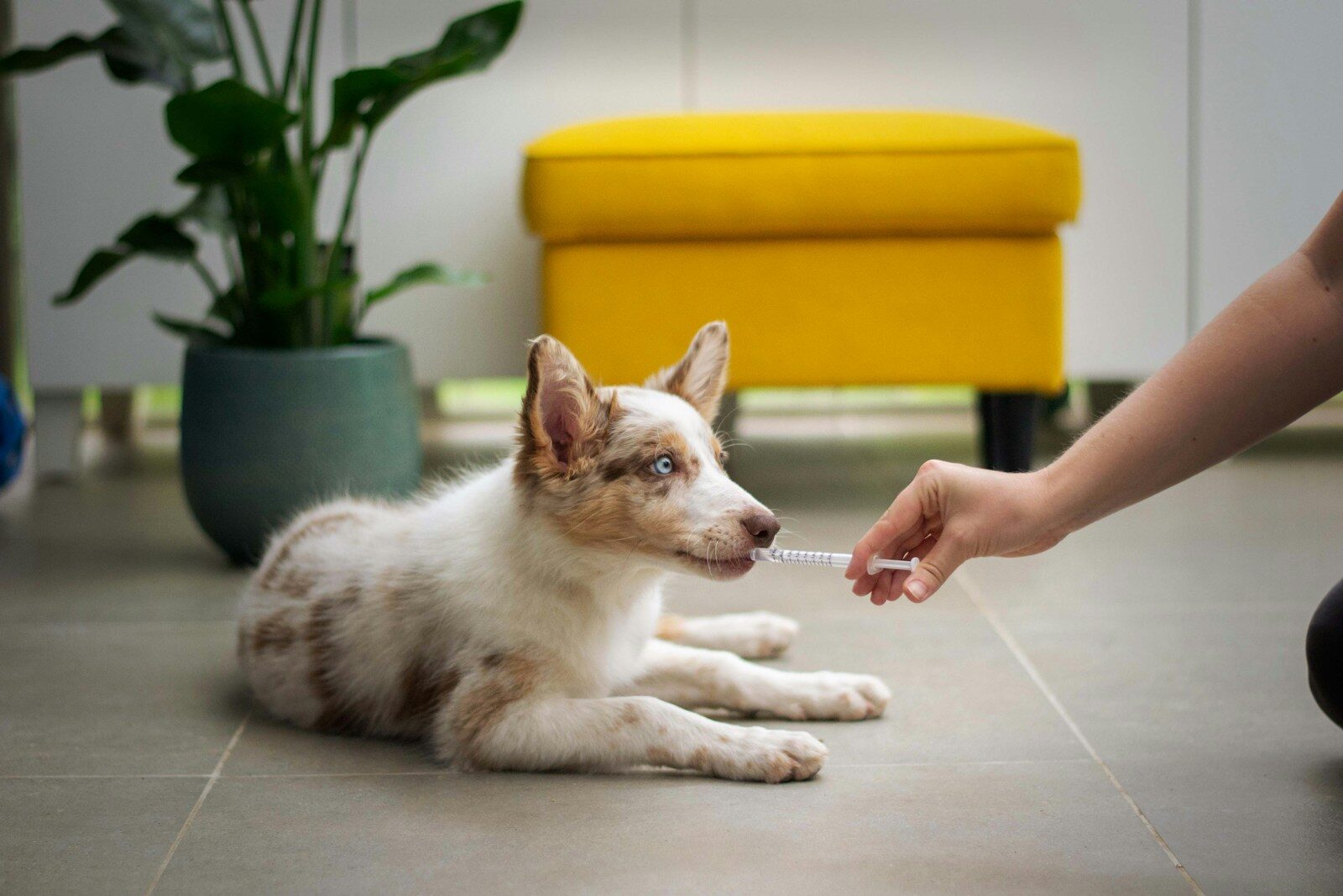 Photo by Ayla Verschueren a dog laying on the floor with a person holding a stick