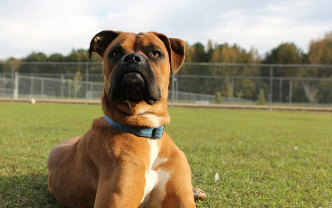 Hypoallergenic Dogs – Perfect Pets for People with Allergies