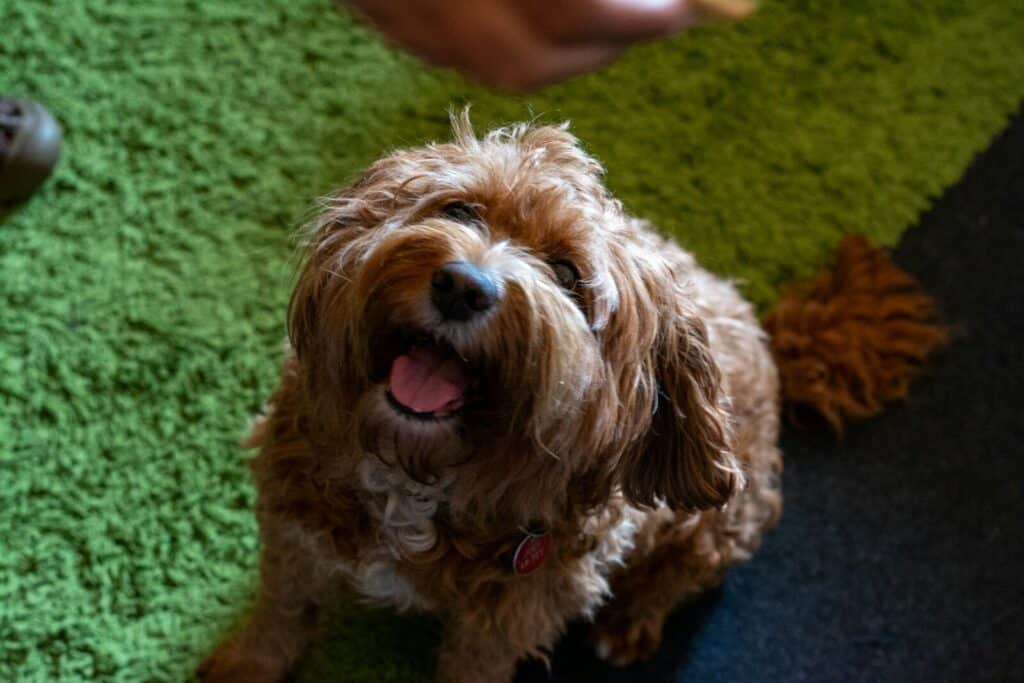A happy brown dog looking up expectantly