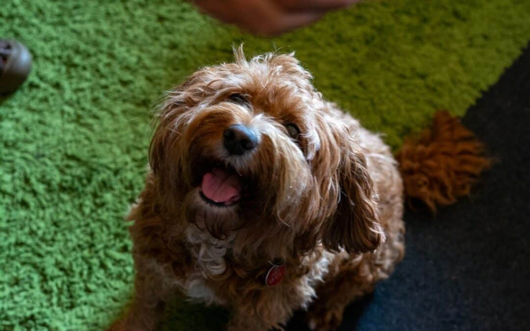 Dog Obedience Training in Washington DC: How We Build Confident, Well-Behaved Dogs