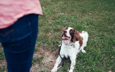 Essential Dog Training Tips for a Well-Behaved Pup