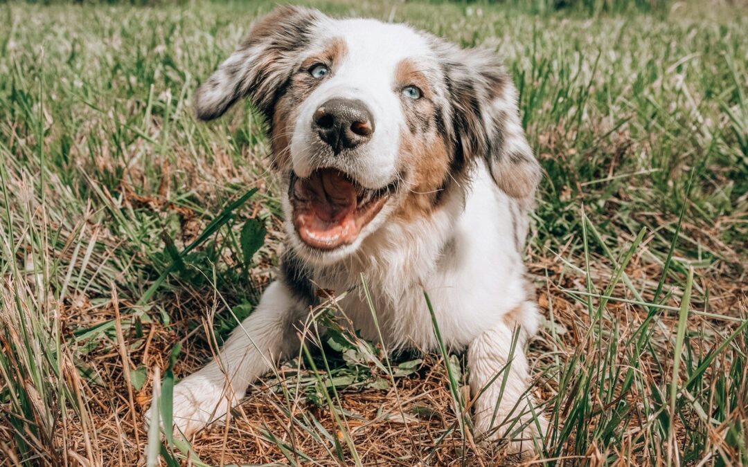 How to Potty Train a Puppy: Tips and Tricks