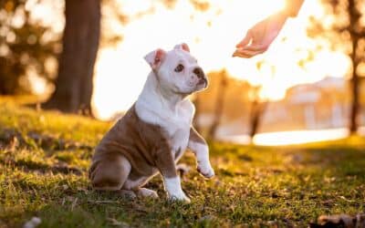 The Best Dog Obedience Training Near Washington DC for Reactive and High-Energy Dogs