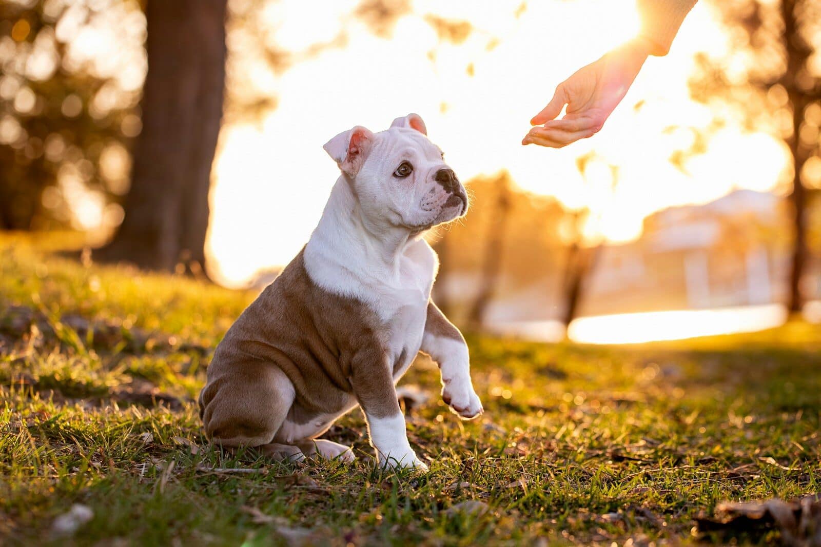 Photo by Ben Blumentritt A puppy reaching for a hand at sunset