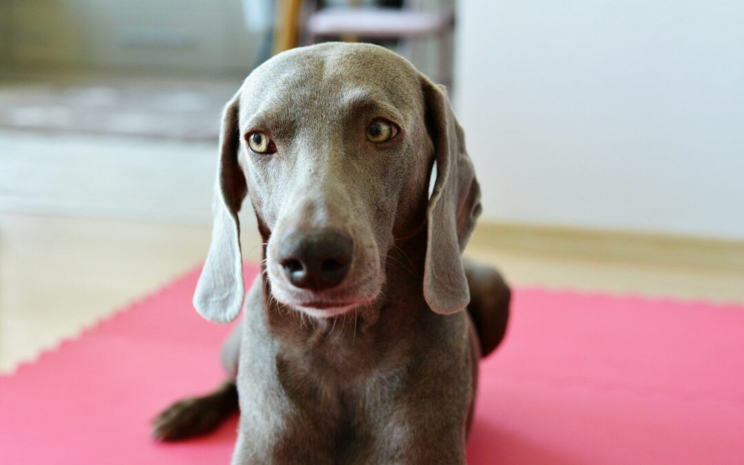 Why Are Dog Noses Wet?