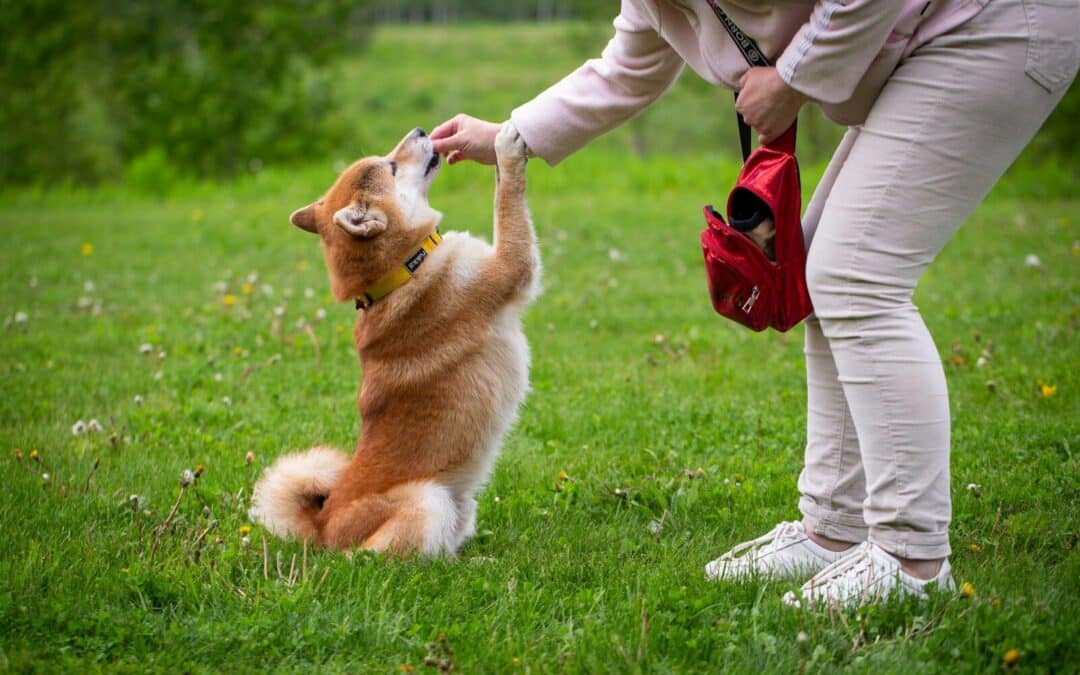7 Dog Training Tips Every Northern Virginia Pet Owner Should Know