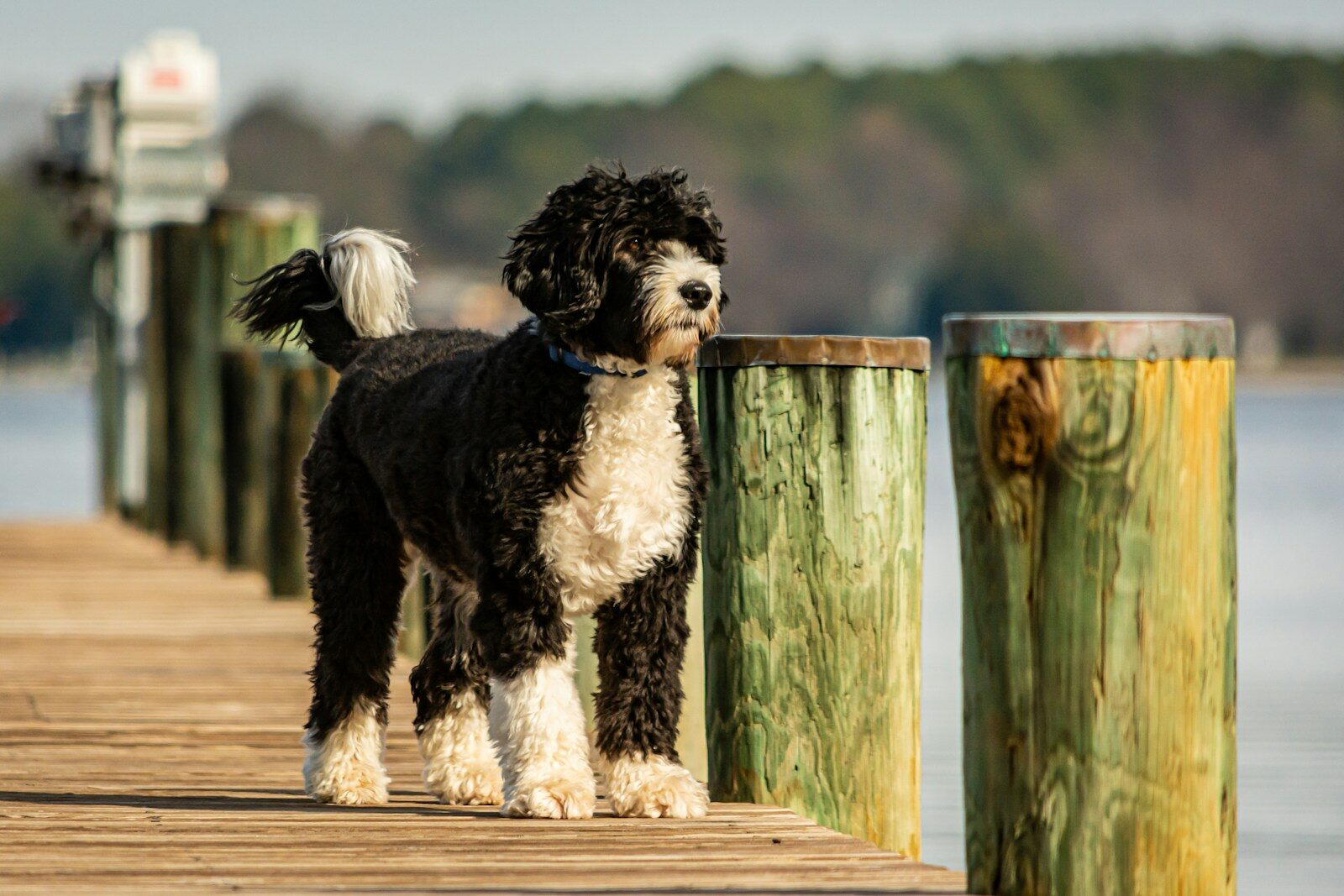 Photo by Gayatri Malhotra black and white long coated dog on brown wooden fence during daytime