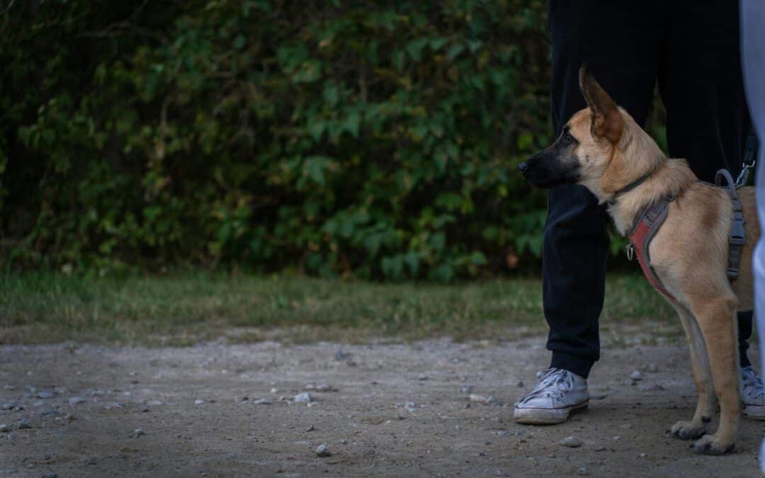 Obedience Training for Dogs in Alexandria, Virginia: A Step-by-Step Guide for Reliable Behavior